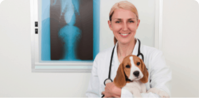 Matraville Vets local SEO case study
